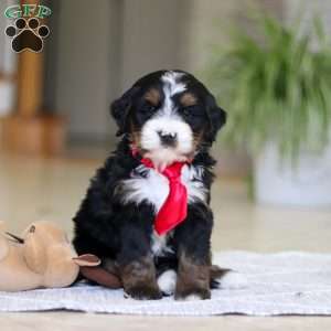 Chico, Mini Bernedoodle Puppy